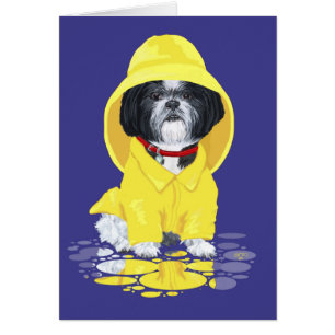 Shih Tzu April-Schauer