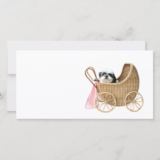 Shih Tzu baby Buggy (Vorderseite)