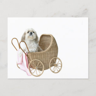 Shih Tzu baby Buggy Postkarte