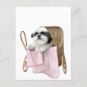Shih Tzu baby Buggy Postkarte