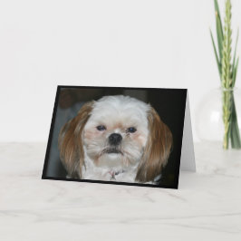 Shih Tzu Better haben ein glückliches neues Jahr! Karte