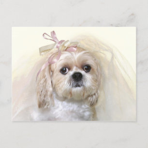 Shih Tzu Bride Postkarte