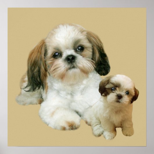 Shih Tzu Buddies Print Poster (Vorne)