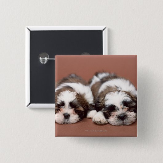 Shih Tzu Button (Vorne & Hinten)