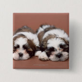 Shih Tzu Button (Vorderseite)