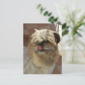 Shih Tzu Dog Ansichtskarte Postkarte (Stehend Vorderseite)