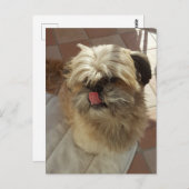 Shih Tzu Dog Ansichtskarte Postkarte (Vorne/Hinten)