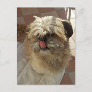 Shih Tzu Dog Ansichtskarte Postkarte