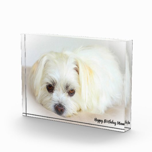 Shih Tzu Dog Fotoblock (Rechts)