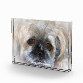 Shih Tzu Dog. Fotoblock (Rechts)