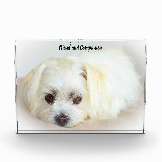 Shih Tzu Dog. Fotoblock (Vorderseite)