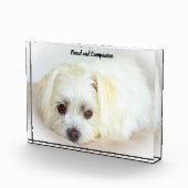 Shih Tzu Dog. Fotoblock (Rechts)