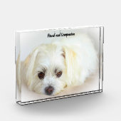 Shih Tzu Dog. Fotoblock (Links)