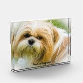 Shih Tzu Dog. Fotoblock (Links)