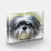 Shih Tzu Dog. Fotoblock (Links)