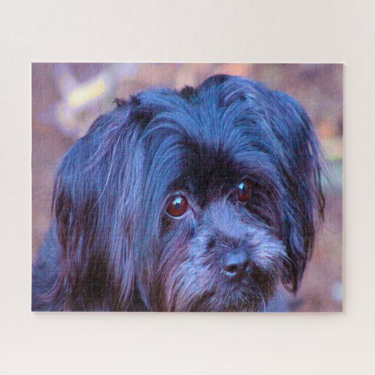 Shih Tzu Dog Jigsaws. Puzzle (Horizontal)