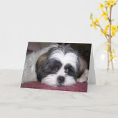 Shih Tzu Dog Karte (Gelbe Blume)