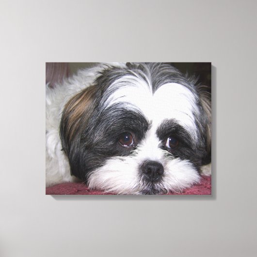 Shih Tzu Dog Leinwanddruck (Vorderseite)