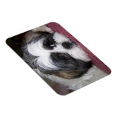Shih Tzu Dog Magnet (Rechte Seite)