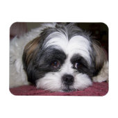 Shih Tzu Dog Magnet (Horizontal)