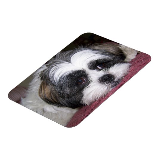 Shih Tzu Dog Magnet (Linke Seite)
