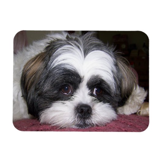 Shih Tzu Dog Magnet (Horizontal)