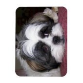 Shih Tzu Dog Magnet (Vertikal)