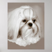 Shih Tzu Dog Portrait Poster (Vorne)
