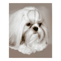 Shih Tzu Dog Portrait