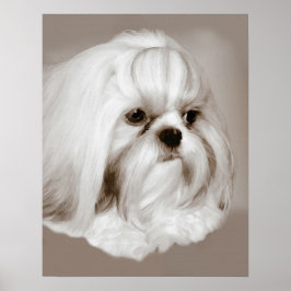 Shih Tzu Dog Portrait Poster