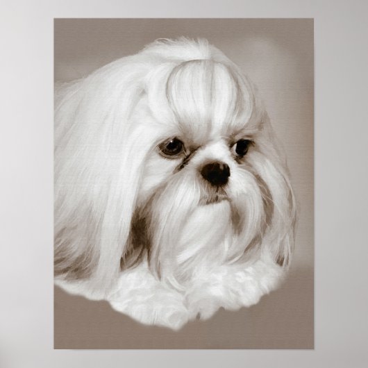 Shih Tzu Dog Portrait Poster (Vorne)