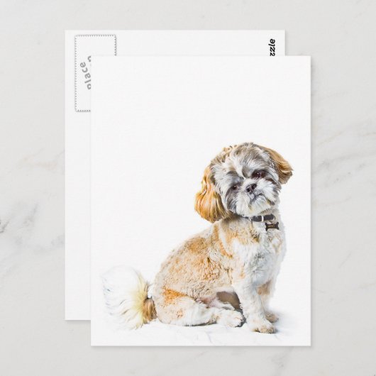 Shih Tzu Dog Postcard Postkarte (Vorne/Hinten)