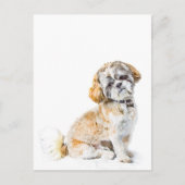 Shih Tzu Dog Postcard Postkarte (Vorderseite)