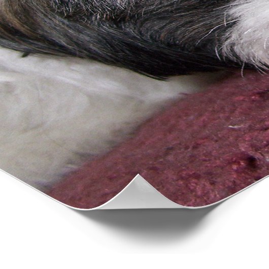 Shih Tzu Dog Poster (Ecke)