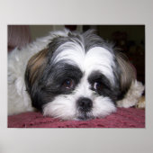 Shih Tzu Dog Poster (Vorne)