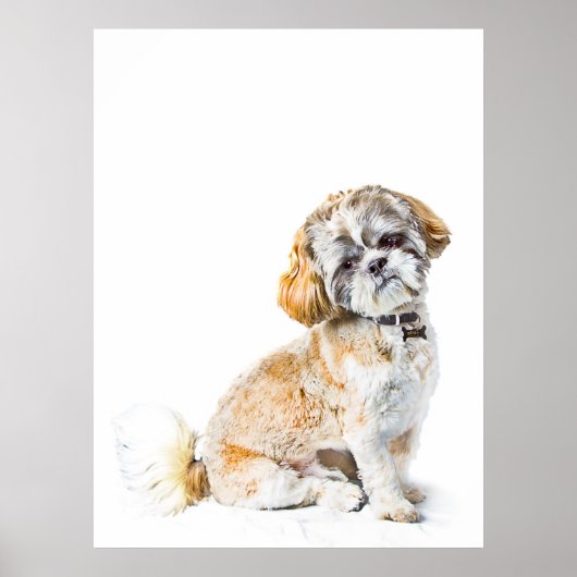 Shih Tzu Dog Poster/Print Poster (Vorne)