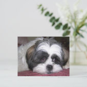 Shih Tzu Dog Postkarte (Stehend Vorderseite)