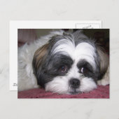 Shih Tzu Dog Postkarte (Vorne/Hinten)