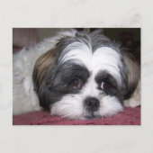 Shih Tzu Dog Postkarte (Vorderseite)
