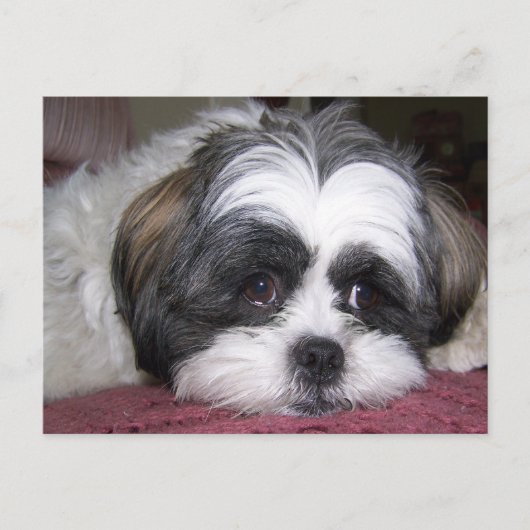 Shih Tzu Dog Postkarte (Vorderseite)