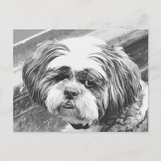 SHIH TZU DOG POSTKARTE (Vorderseite)