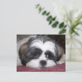 Shih Tzu Dog Postkarte (Stehend Vorderseite)