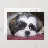 Shih Tzu Dog Postkarte (Vorne/Hinten)