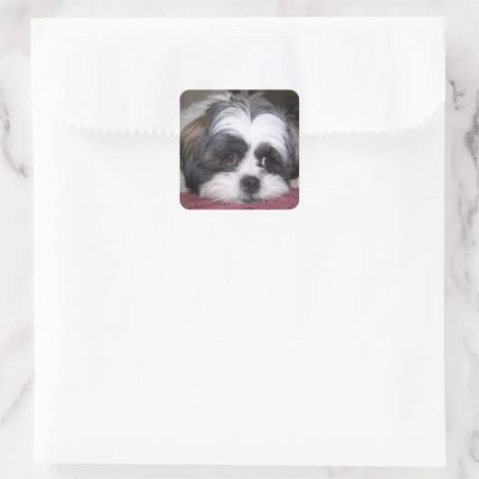Shih Tzu Dog Quadratischer Aufkleber (Tasche)