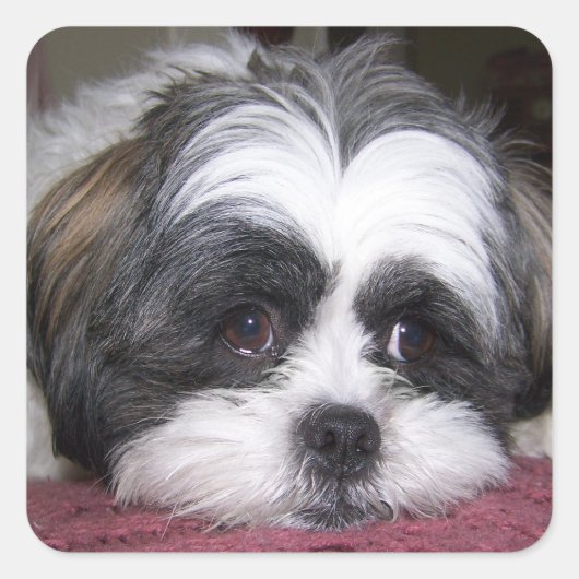 Shih Tzu Dog Quadratischer Aufkleber (Vorderseite)