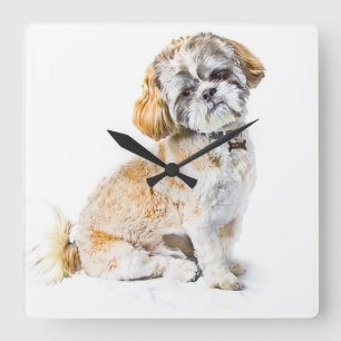 Shih Tzu Dog Wall Clock Quadratische Wanduhr
