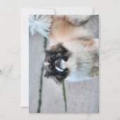 Shih Tzu Einladung (Vorderseite)