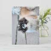 Shih Tzu Einladung (Stehend Vorderseite)