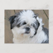 shih tzu face postkarte (Vorderseite)
