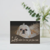Shih Tzu Flat Iron Hair Spaß Postcard Postkarte (Stehend Vorderseite)